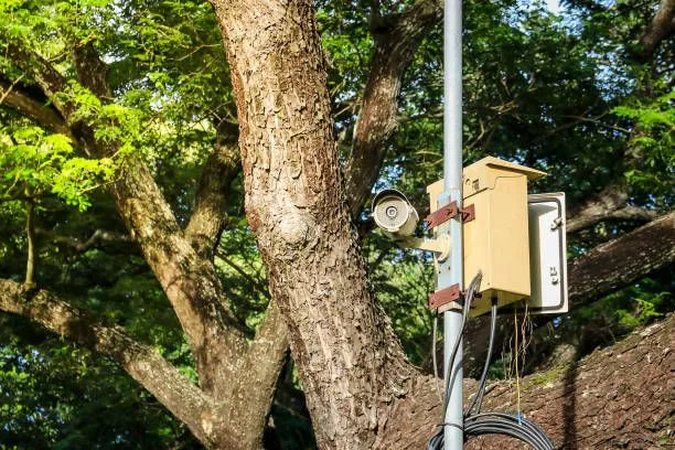 Commercial Tree Care